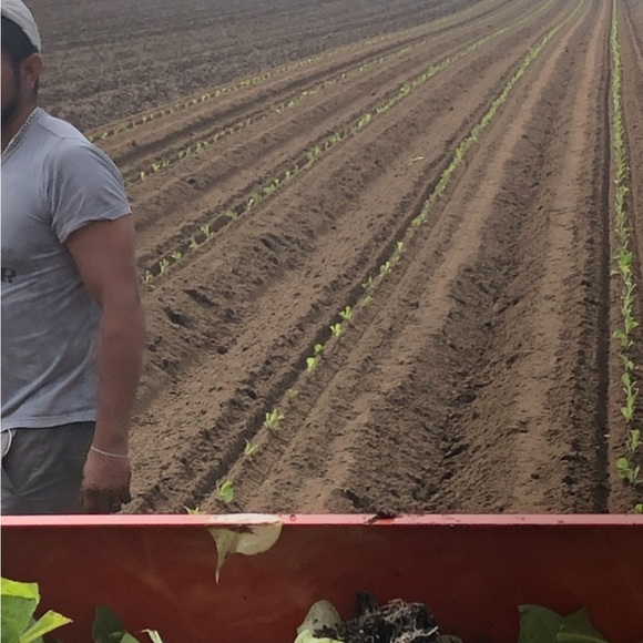 🇨🇦 2025 Canadian Tobacco Seeds 🇨🇦 - Picture 5 of 6